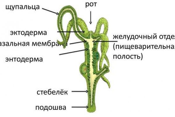 Новый домен блэкспрут